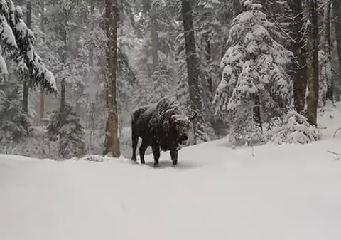 VIDEO | Apariția uimitoare a unui zimbru în parcul Vânători Neamț