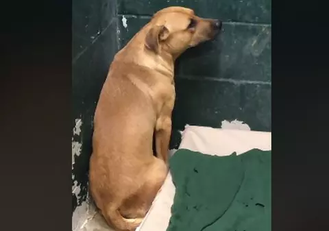 VIDEO | Un filmuleț sfâșietor arată suferința unui câine abandonat de stăpâni