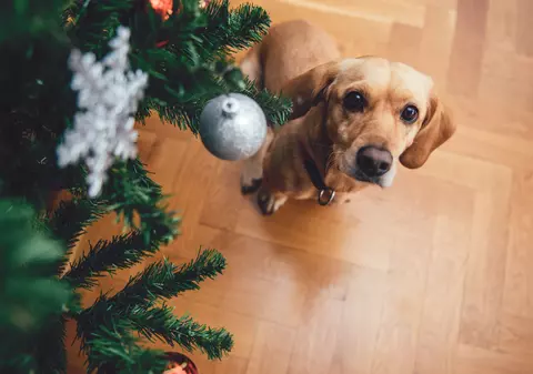 Incendiu în noaptea de Crăciun în Timișoara. Un cățel și-a salvat familia după ce bradul a luat foc