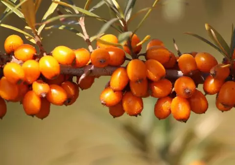 Cătina ecologică din Dâmbovița, promovată în Dubai. Cum s-a transformat o afacere de familie într-o cooperativă agricolă pentru export