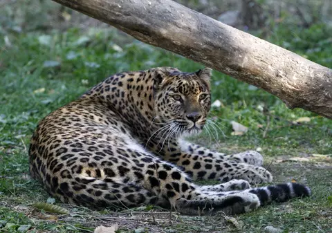 Un leopard a ucis un călugăr budist care medita în India