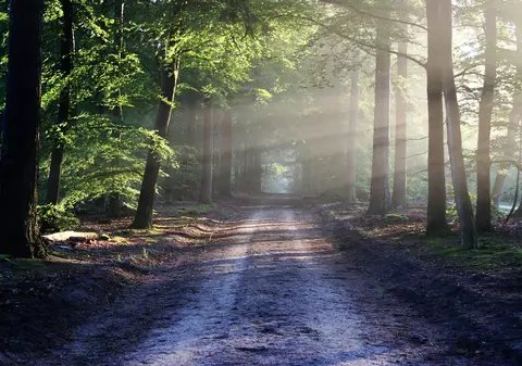 Un muncitor a murit în Neamț în timp ce tăia un copac. Omul a avut parte de o moarte groaznică