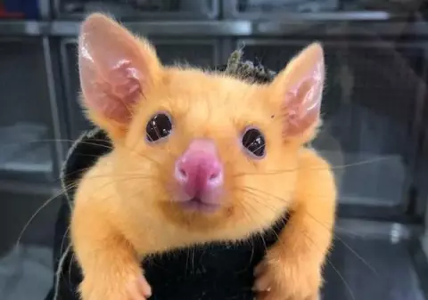 Pikachu există în realitate. Un oposum auriu, specie extrem de rară, a fost găsit în Australia