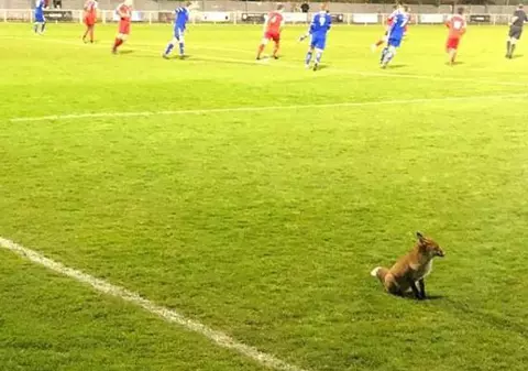 Spectator de lux: o vulpe a întrerupt un meci de fotbal din Anglia!