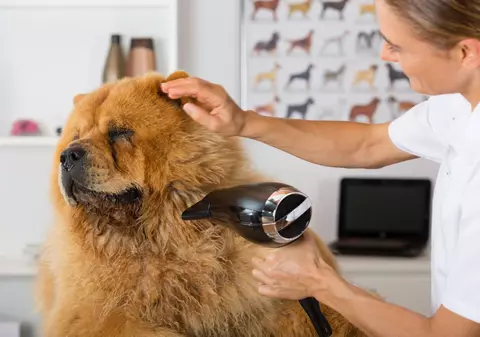 Povestea primului salon de cosmetică pentru câini din România. Ce scria presa din 1934 despre "Institutul de frumusețe" deschis în București