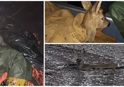 Căprioară captivă în noroi, salvată de pompieri. Au muncit patru ore s-o elibereze