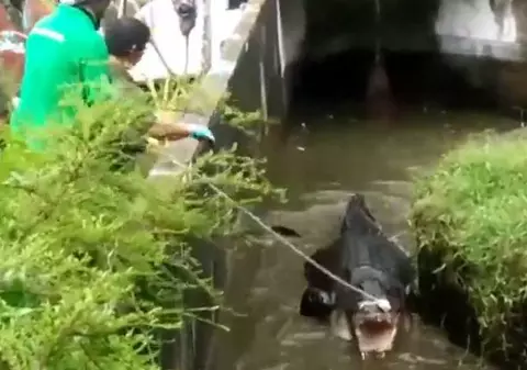 VIDEO | O femeie a fost sfâșiată de un crocodil de 700 de kilograme care era ținut ca animal de companie
