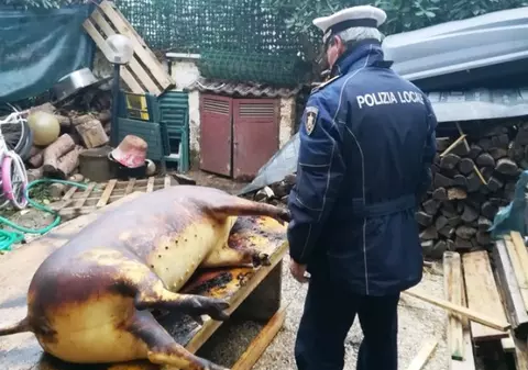 Patru români riscă închisoare sau amendă de 150.000 de euro pentru că au tăiat porcul, în Italia