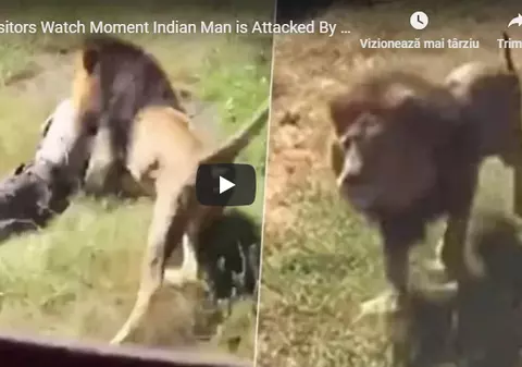 VIDEO | Imagini terifiante de la o grădină zoologică. Vizitatorii au văzut cum doi lei au prins un om și l-au ucis