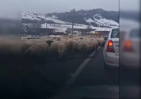 O turmă de oi a lins sarea de pe asfalt pe E81, în Sălaj. Mioarele scăpate de sub control, filmate de șoferi / VIDEO