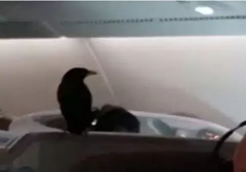VIDEO | O pasăre a "călătorit" la business class într-un avion care zbura pe ruta Singapore - Londra. După cât timp a fost prinsă