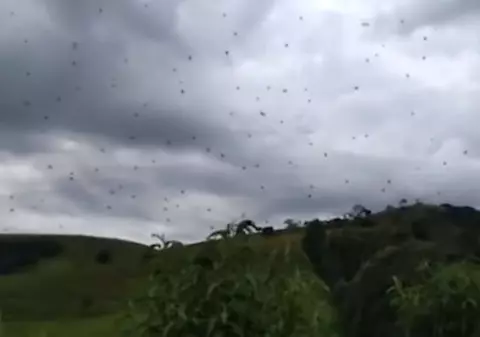 VIDEO | Imagini terifiante cu "ploaia de păianjeni" din Brazilia