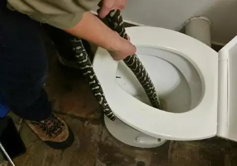 O femeie din Australia a fost mușcată de un șarpe în timp ce stătea pe toaletă