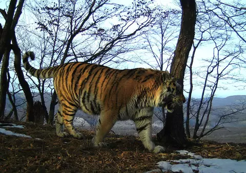 Un tigru siberian a cerut ajutorul oamenilor pentru că era rănit. Comportamentul bizar al felinei aflate pe cale de dispariție / FOTO&VIDEO