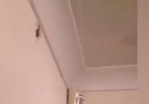 VIDEO | Un bărbat a creat isterie pe internet după ce a ucis un păianjen într-un mod inedit