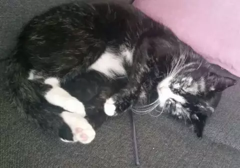FOTO | O pisică își schimbă culoarea blănii din cauza unei boli rare. A devenit din neagră, albă