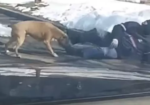 VIDEO | Un poștaș a fost atacat de un câine extrem de agresiv. Momentul terifiant a fost filmat