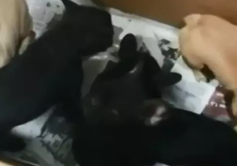 Români cercetați în Italia pentru trafic de pui de buldog francez