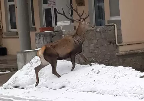 FOTO | Un cerb s-a adăpostit în curtea unui spital din Azuga. Era fugărit de un urs și de câini