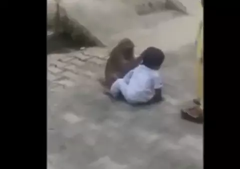 VIDEO | O maimuță a răpit un copil de doi ani ca să se joace cu el