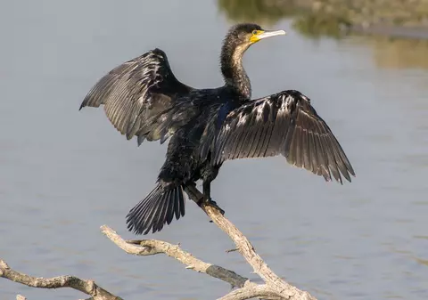 Petre Daea are aliați în ofensiva contra cormoranilor. Un proiect de lege al unor parlamentari va permite vânătoarea acestora