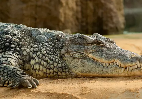 Un crocodil, care a fost dăruit de Fidel Castro unui cosmonaut rus, a rănit un bărbat la un acvariu din Suedia