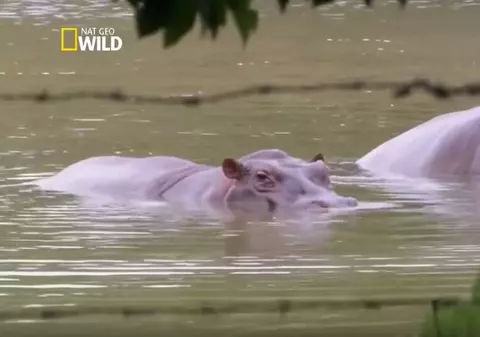 Hipopotamii lui Pablo Escobar au râspândit teroarea în Columbia. S-au înmulțit precum câinii vagabonzi și distrug ecosistemul / VIDEO