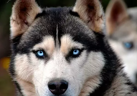 Un bărbat și-a abuzat propriul câine! Și s-a filmat în timpul ororii