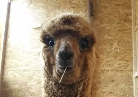 Marian Godină și-a cumpărat o alpaca. Cum și-a botezat polițistul animalul de companie exotic / FOTO&VIDEO
