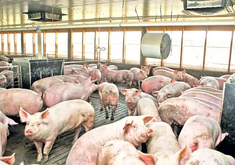 Patru focare de pestă porcină africană sunt încă active, în judeţul Satu Mare. Câte au fost stinse