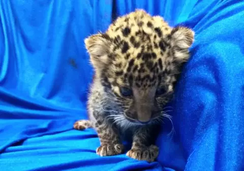 Pui de leopard, găsit într-un bagaj de mână pe un aeroport din India. Cum a fost descoperit animalul / VIDEO