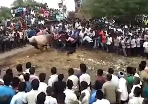 VIDEO | Momentul înfiorător în care un taur a intrat într-o mulțime de oameni la un festival religios, în India