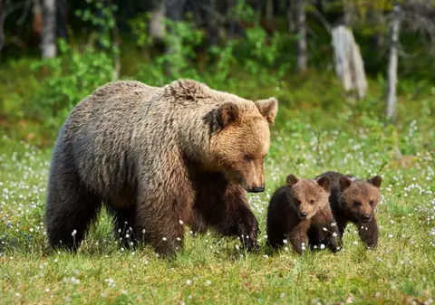 O ursoaică cu trei pui a devastat garajul primarului de la Băile Tușnad