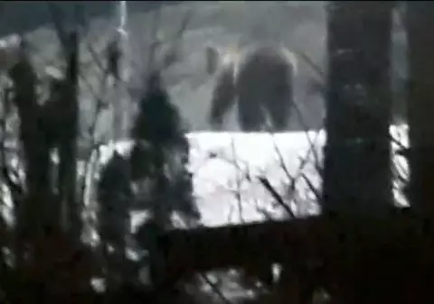 Urs filmat lângă spitalul din Miercurea Ciuc. Jandarmii l-au pus pe fugă