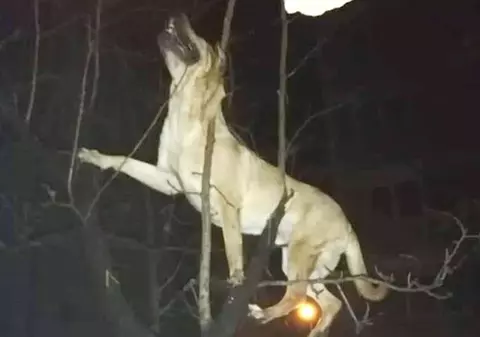 Gest inuman al unui bărbat din Timișoara. Și-a aruncat câinele de la etajul 4, pentru că l-a deranjat din somn!