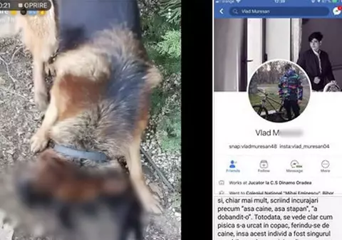 VIDEO | Un adolescent din Oradea și-a asmuțit câinele pe o pisică și a publicat imaginile șocante pe Facebook!