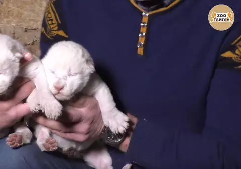 Doi pui de leu de culoare albă s-au născut într-un parc safari din Crimeea. Felinele fac parte dintr-o specie rară / VIDEO