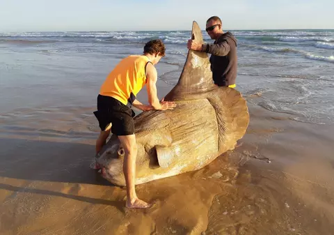 FOTO | Un pește ciudat gigantic a fost descoperit pe o plajă