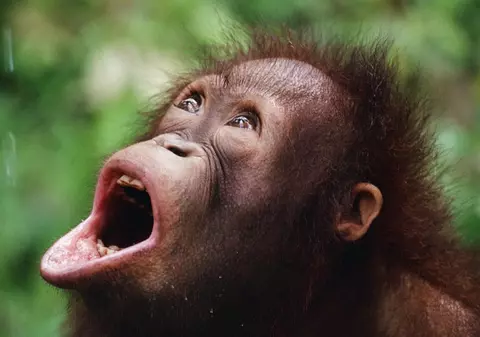 Animalele se bat și oamenii se omoară din cauza caniculei și a secetei, în India