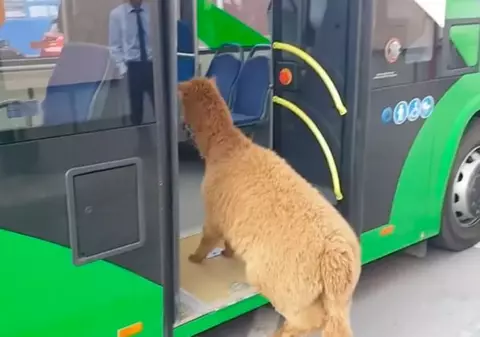 Familia Godină riscă o amendă, din cauza animalului de companie. Soția celebrului polițist din Brașov s-a urcat cu el în autobuz (VIDEO)