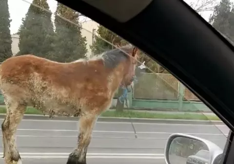 Cal legat, în mijlocul unui bulevard din Cluj |VIDEO