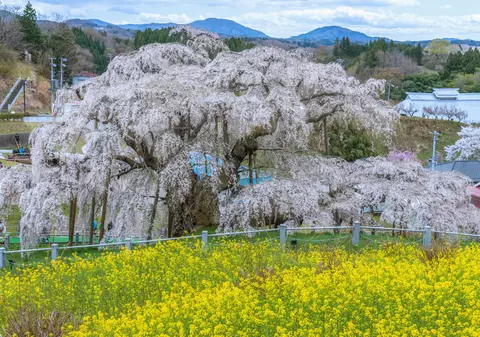 Cireșul de 1.000 de ani care a înflorit în Japonia. E considerat o „comoară națională” / FOTO&VIDEO
