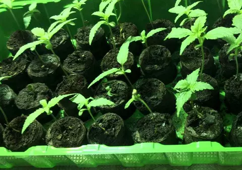 Percheziţii în Arad la traficanţi de droguri. Patru persoane, acuzate că aduceau cannabis şi ecstasy din Olanda