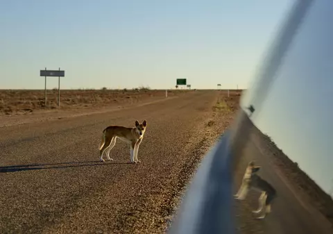 VIDEO | Un tată și-a salvat bebelușul din gura unui dingo. Copilul fusese târât de animal până în tufișuri