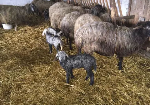 Plângere la Comisia Europeană împotriva sacrificării mieilor de Paște direct la fermă pentru comercializare