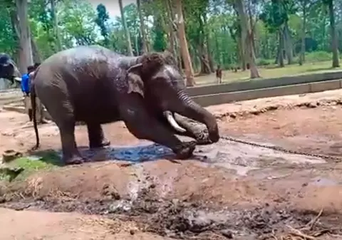 VIDEO | Imagini revoltătoare cu un elefant care moare în timp ce era ținut în lanțuri