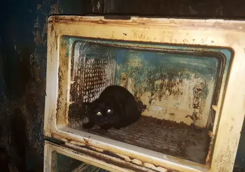 41 de pisici, salvate dintr-un apartament din București. Imagini șocante cu felinele aflate într-o stare jalnică | VIDEO