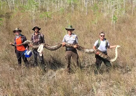 Piton gigantic capturat în Florida. Șarpele are peste 5 metri lungime