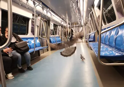 FOTO | Porumbeii se plimbă cu metroul în București!