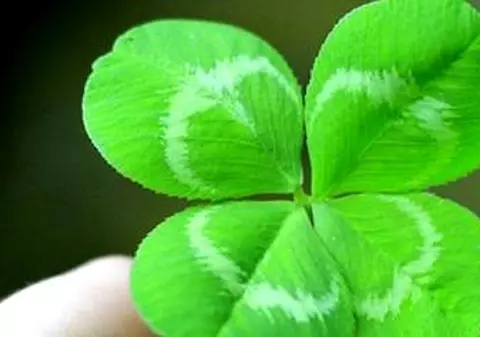 Un bărbat din Statele Unite a stabilit un nou record la cules de trifoi cu patru foi